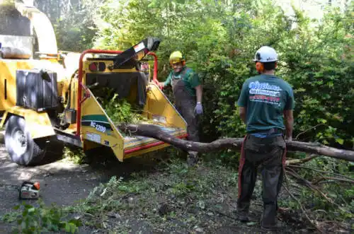 tree services Bonita